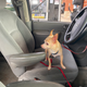 Image for article titled I Bought A $900 Rustbucket Minivan And Took It On A 1,500-Mile Adventure